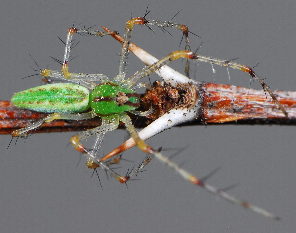 Photo of African green lynx spider