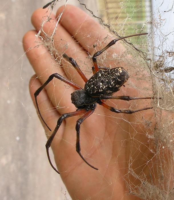 Photo of African hermit spider