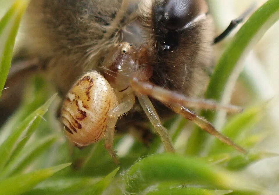 Photo of African mask spider