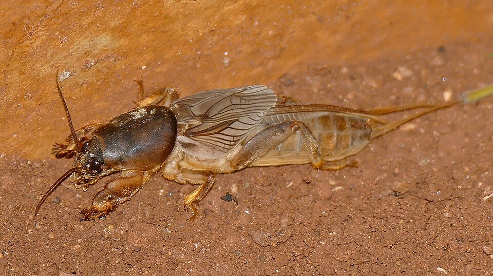 Photo of African mole cricket