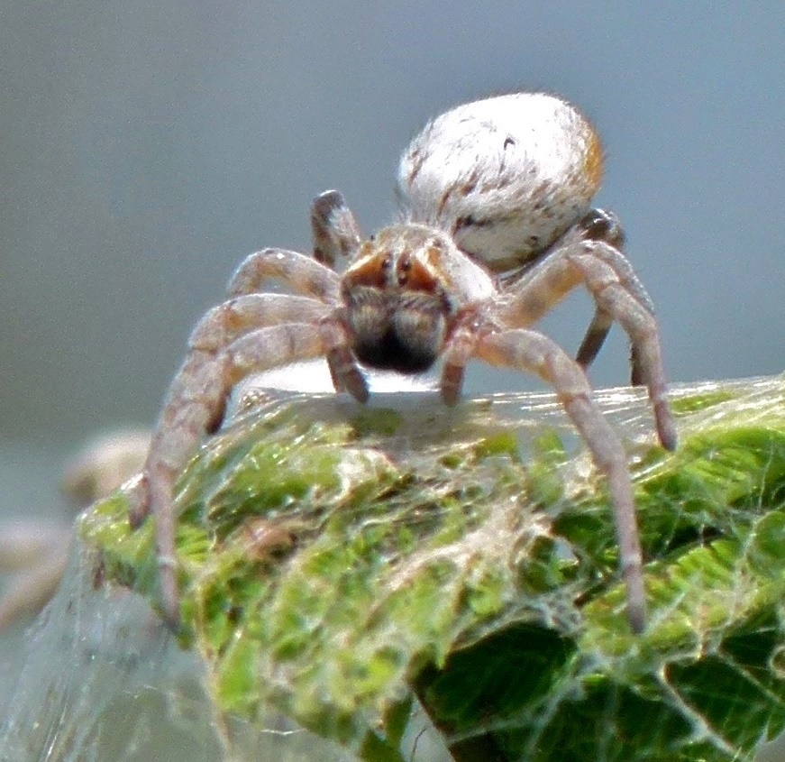 Photo of African social spider