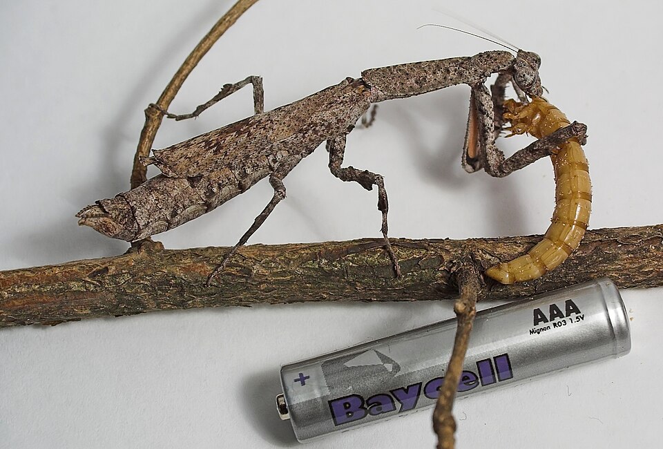 Photo of African twig mantis