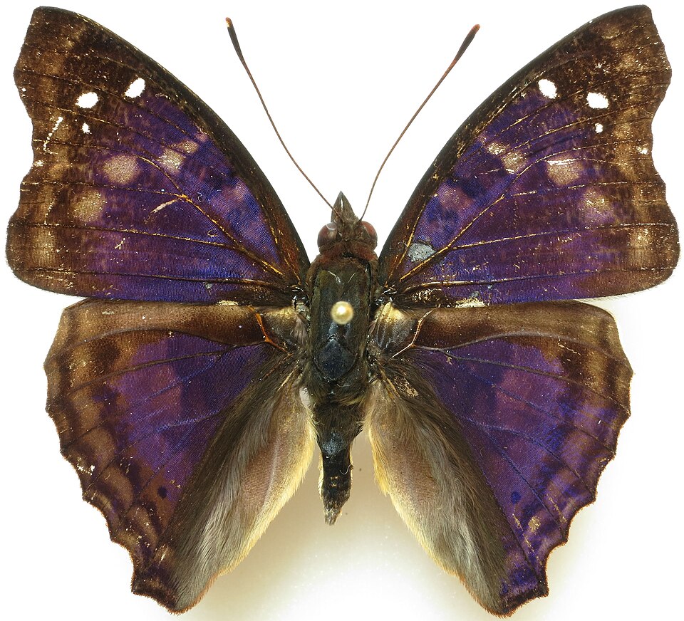 Photo of Agathina emperor