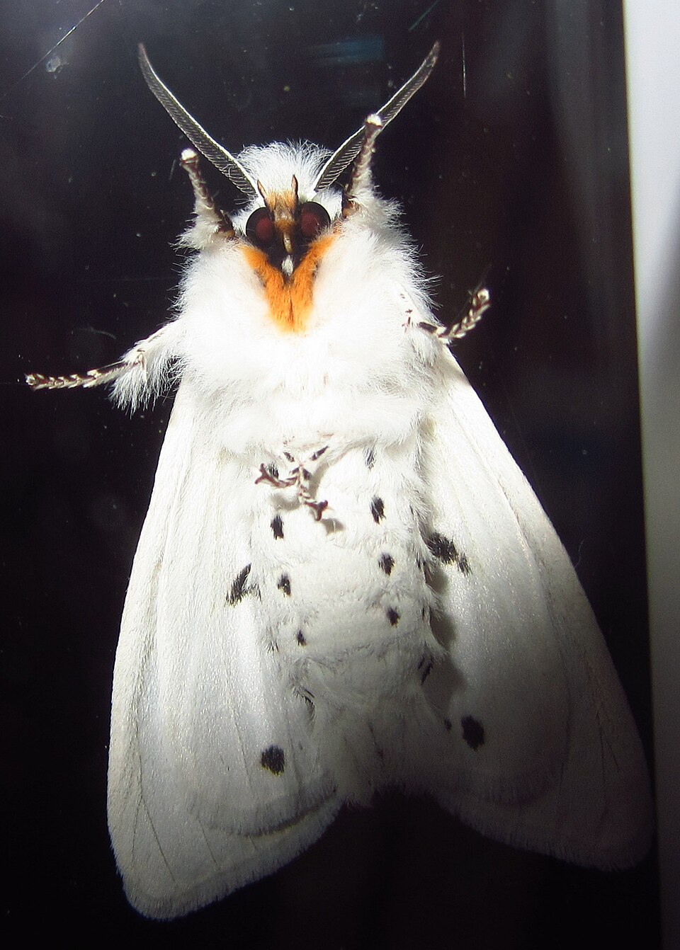 Photo of Agreeable tiger moth