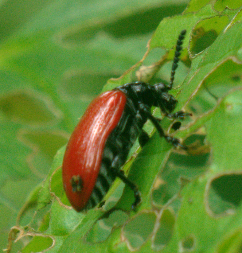 Photo of Air potato leaf beetle