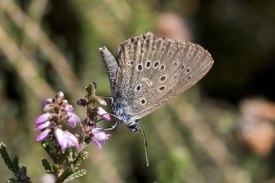 Photo of Alcon blue