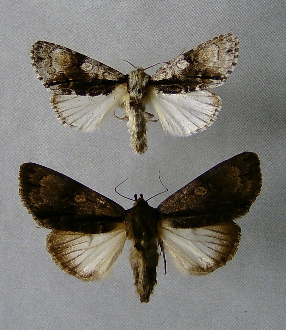 Photo of Alder moth