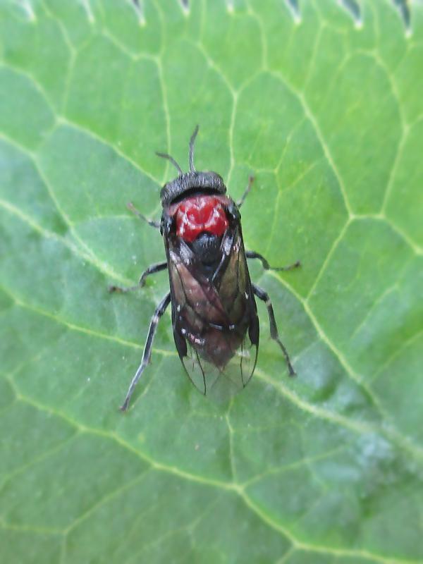 Photo of Alder sawfly