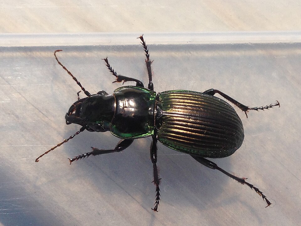 Photo of Alexander beetle