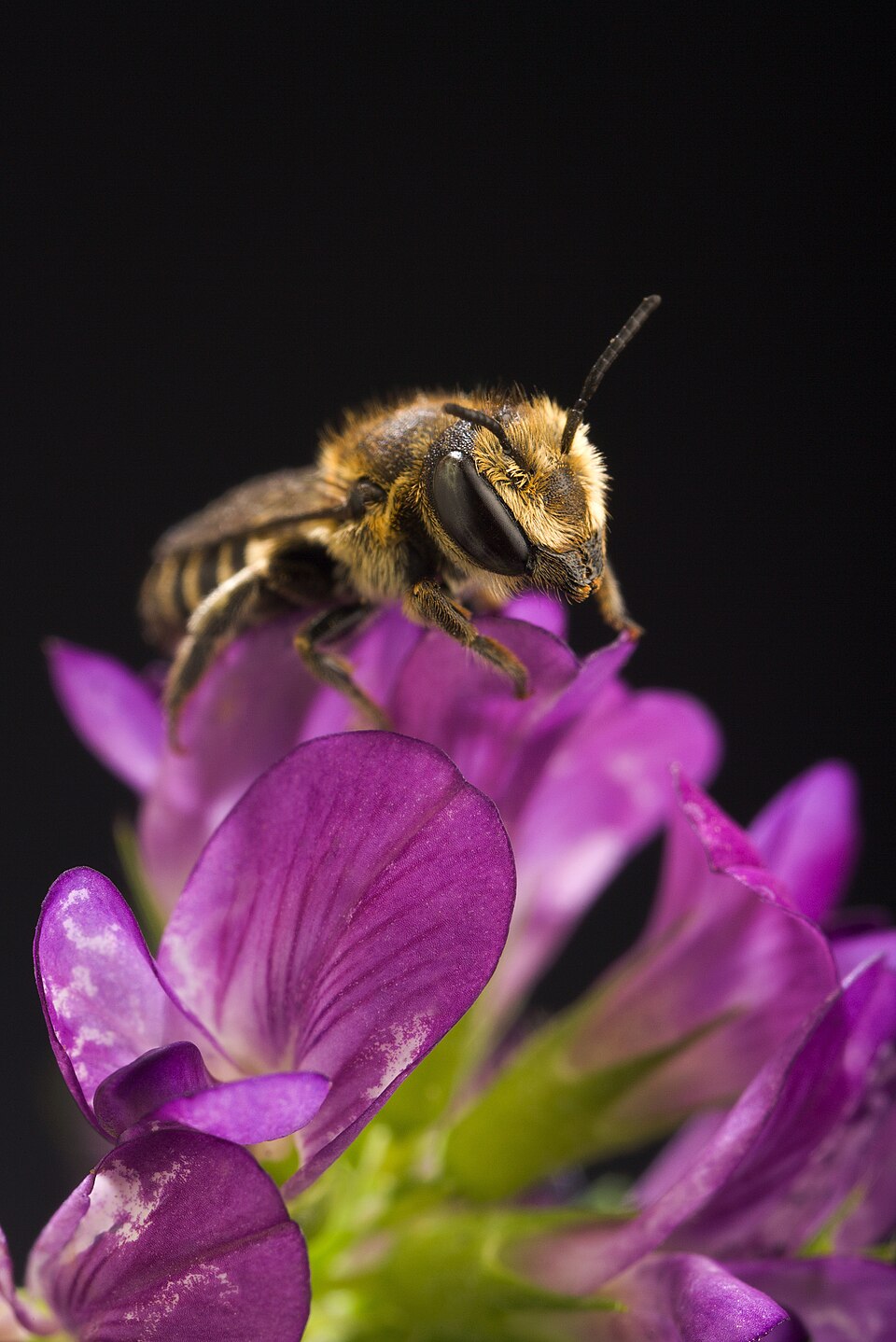 Photo of Alfalfa leafcutter bee