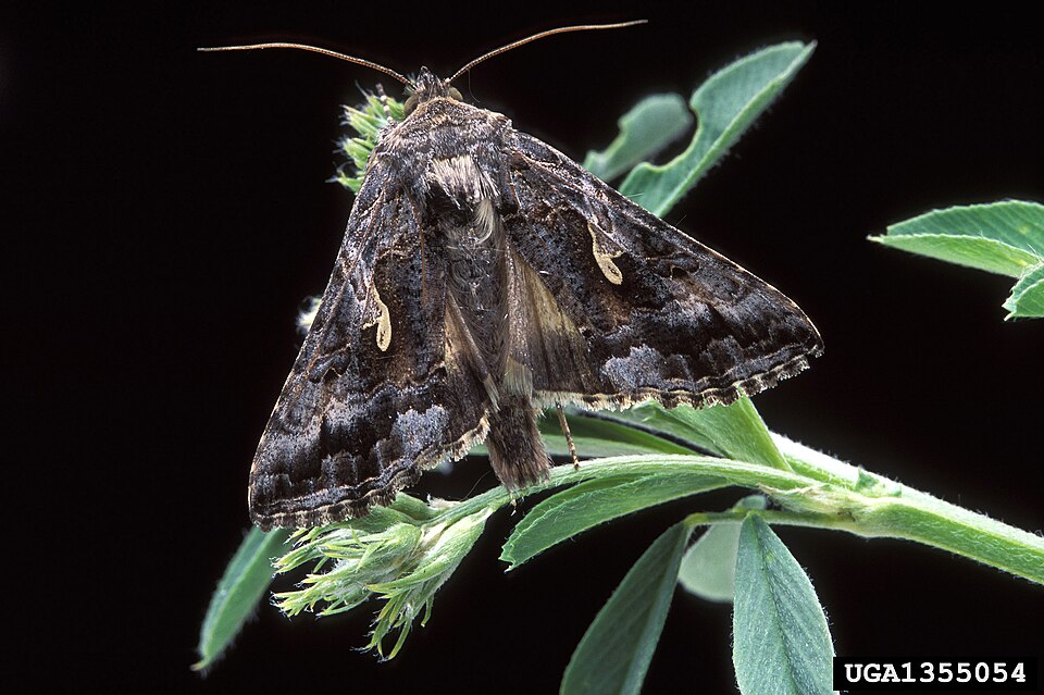 Photo of Alfalfa looper