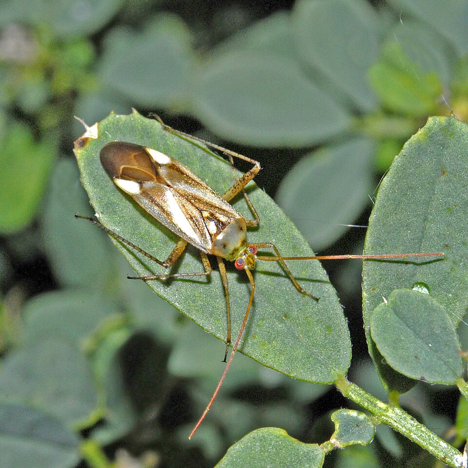 Photo of Alfalfa plant bug