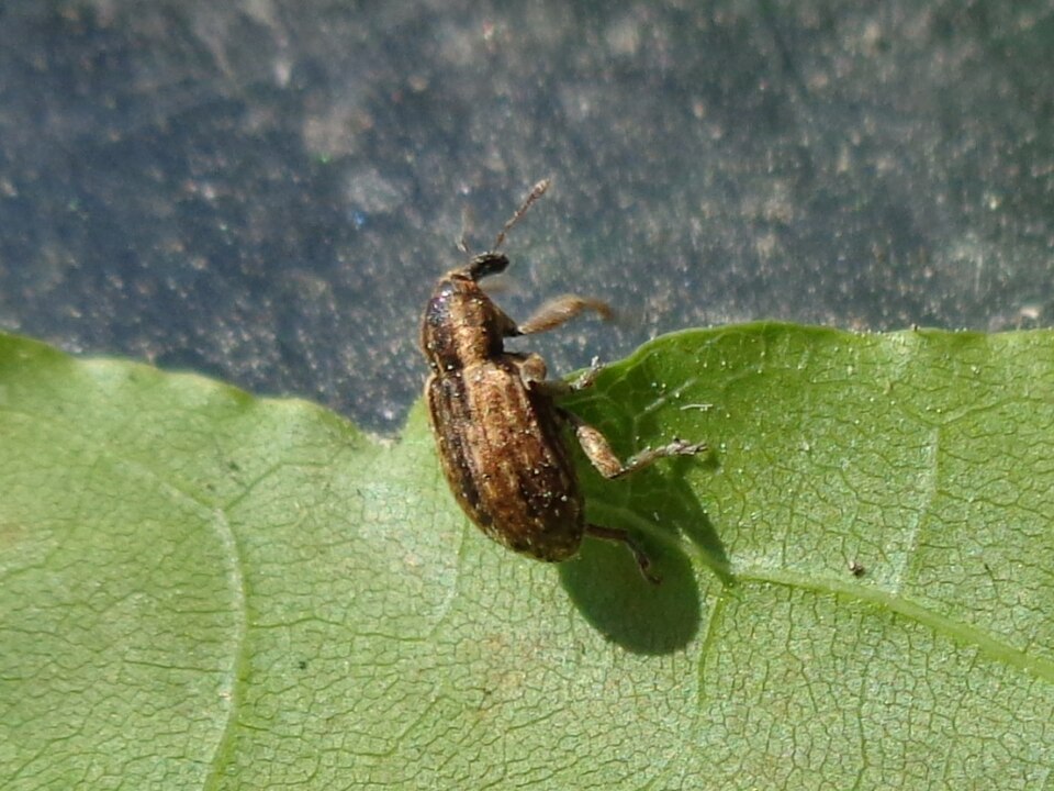 Photo of Alfalfa weevil