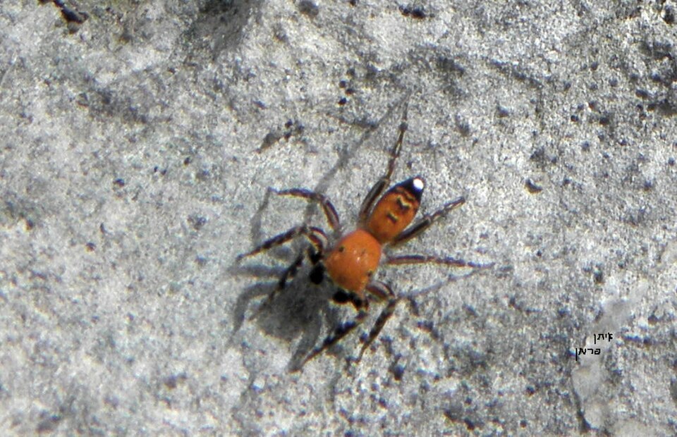 Photo of Algerian jumping spider