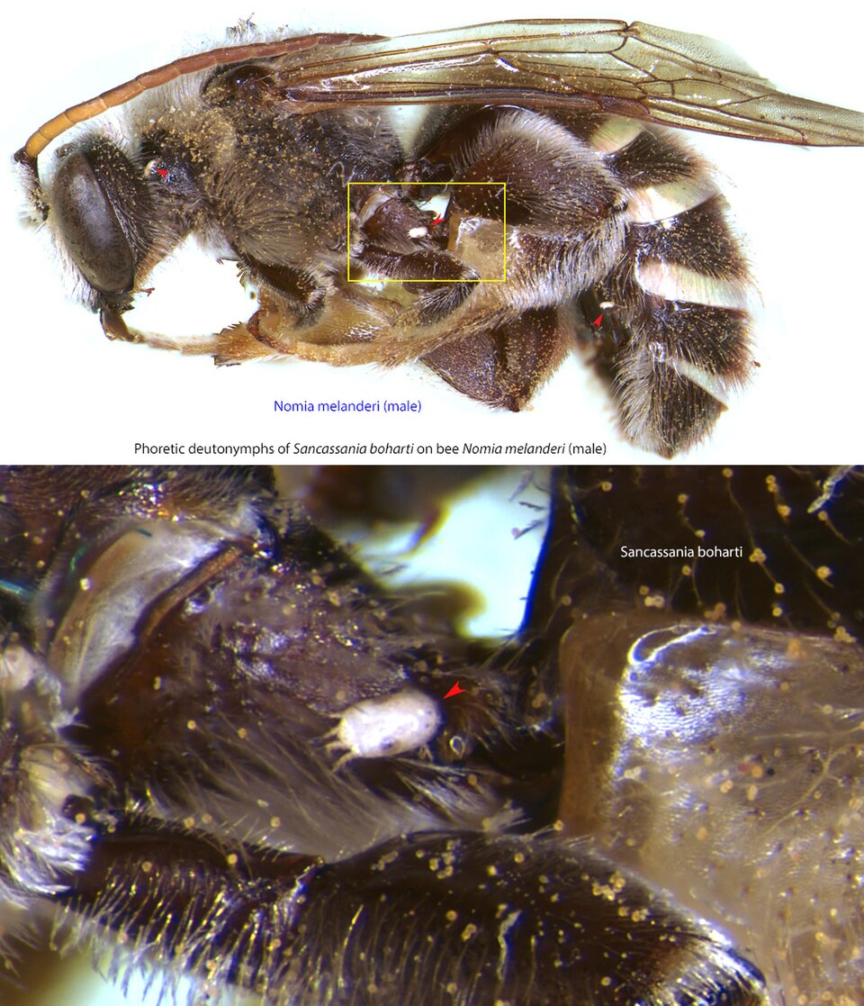 Photo of Alkali bee