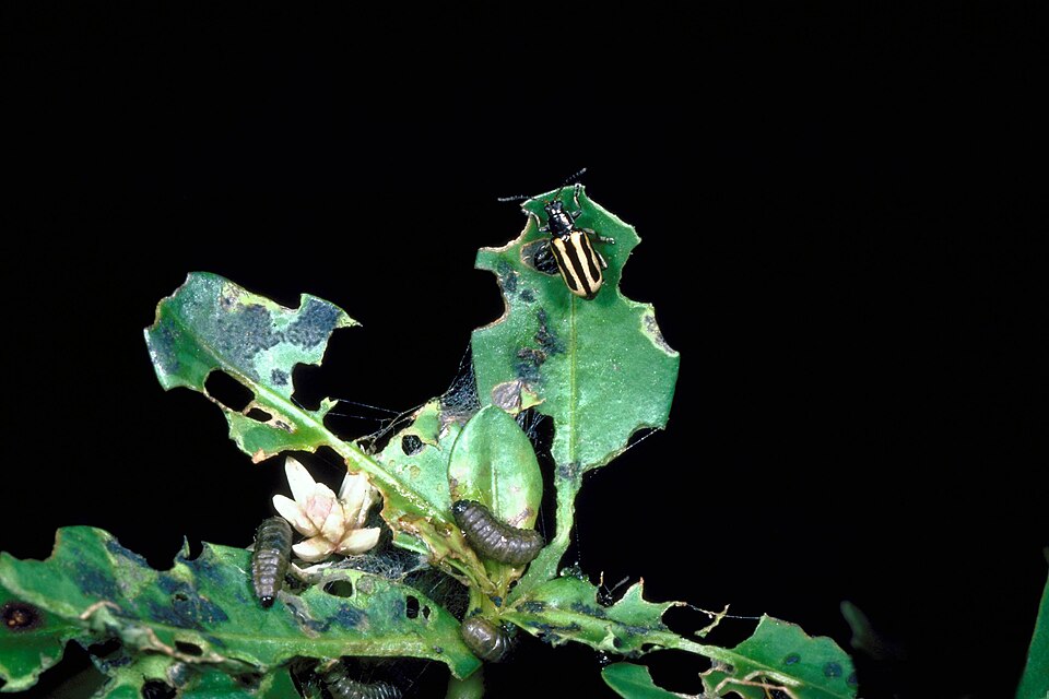 Photo of Alligatorweed flea beetle
