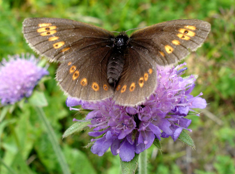 Photo of Almond ringlet