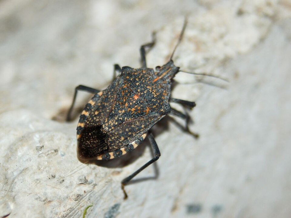 Photo of Almond stink bug