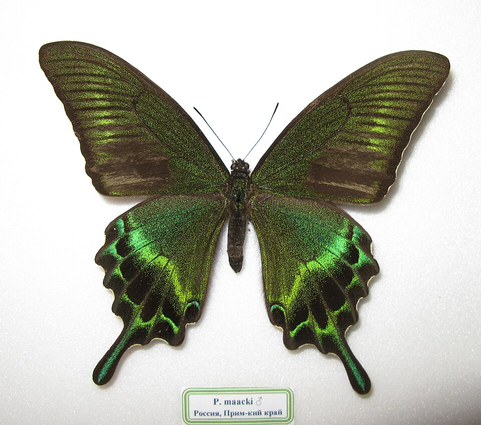 Photo of Alpine black swallowtail