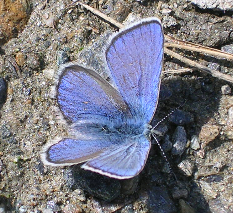 Photo of Alpine blue