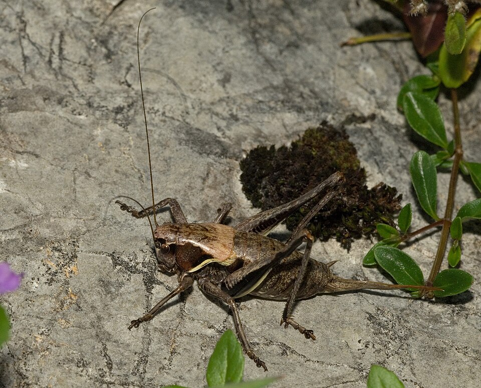 Photo of Alpine dark bush-cricket