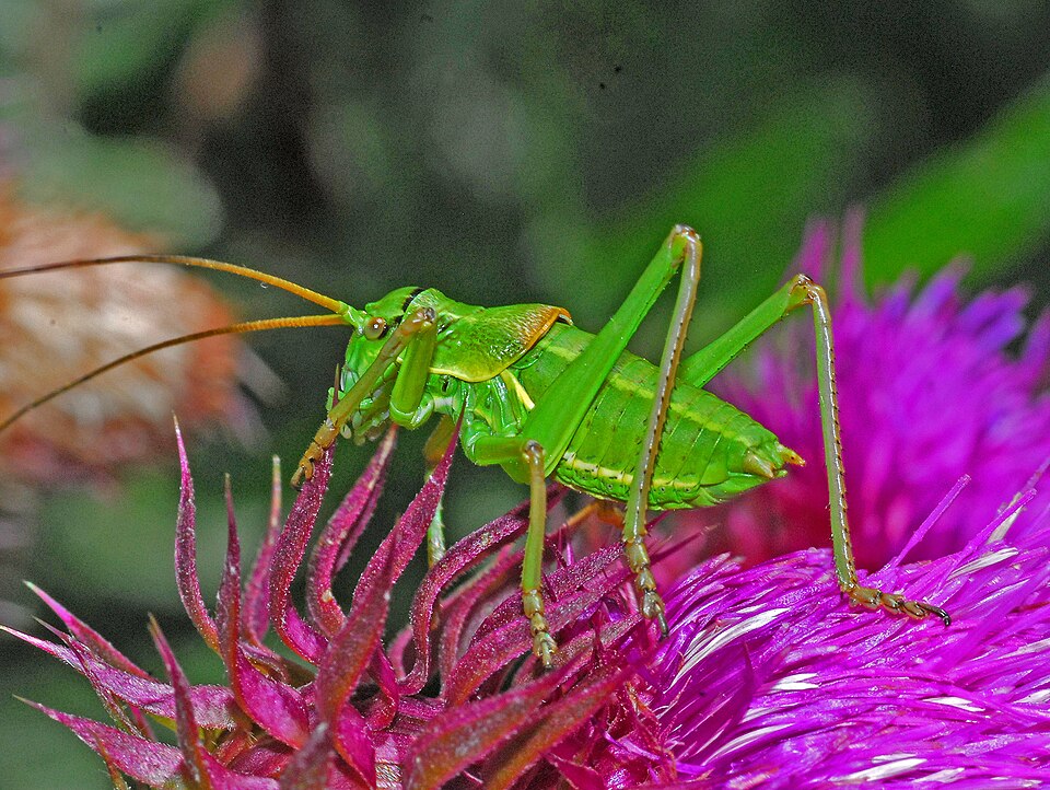 Photo of Alpine saddle-backed bush-cricket