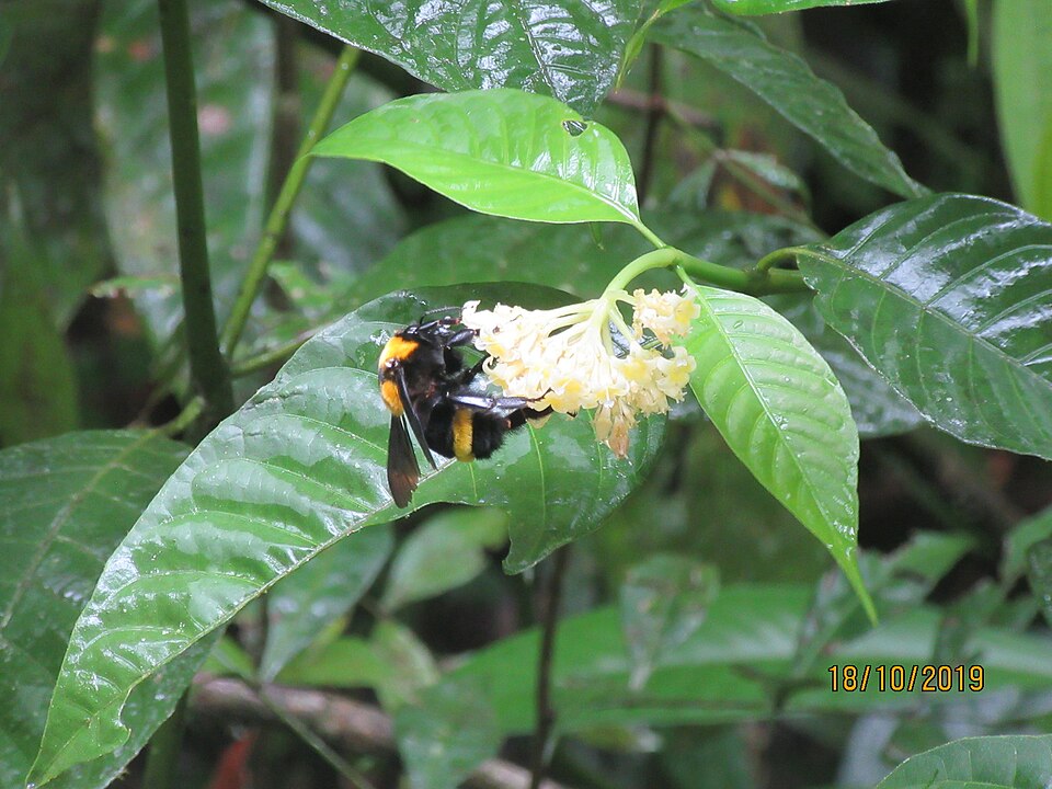 Photo of Amazonian bumble bee