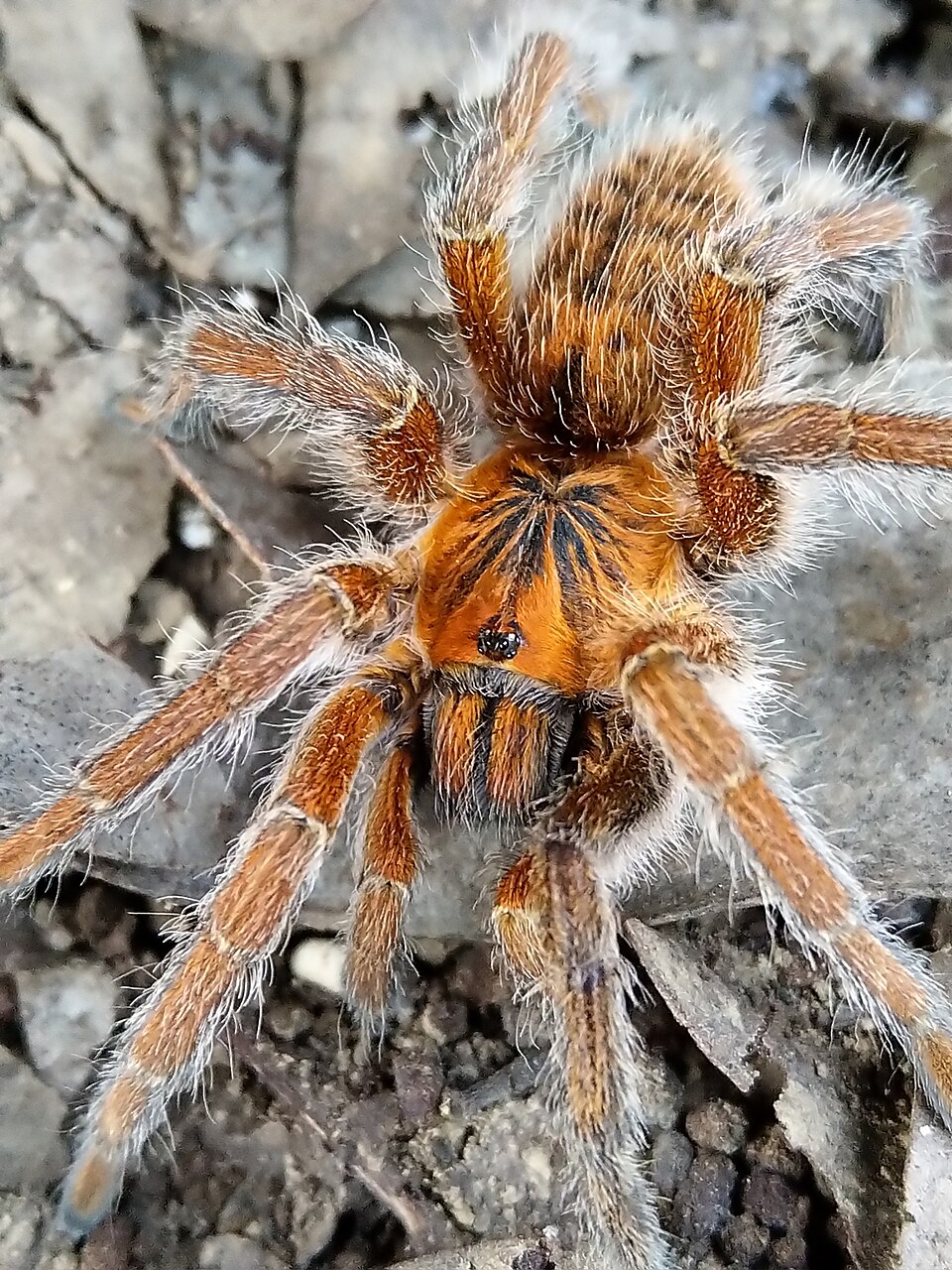 Photo of Amber baboon spider
