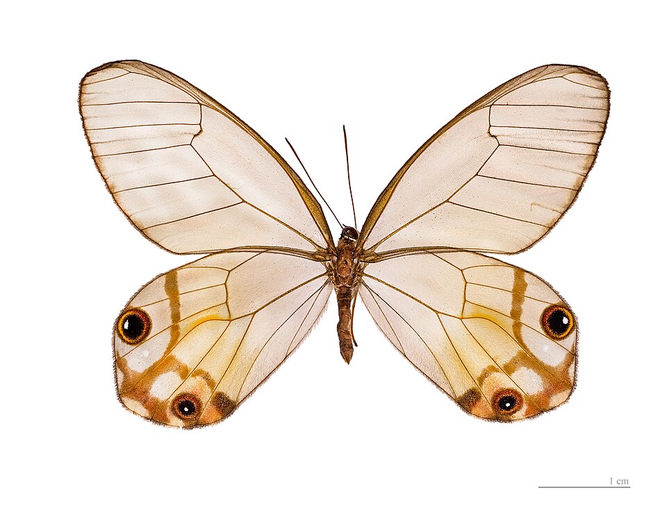 Photo of Amber phantom