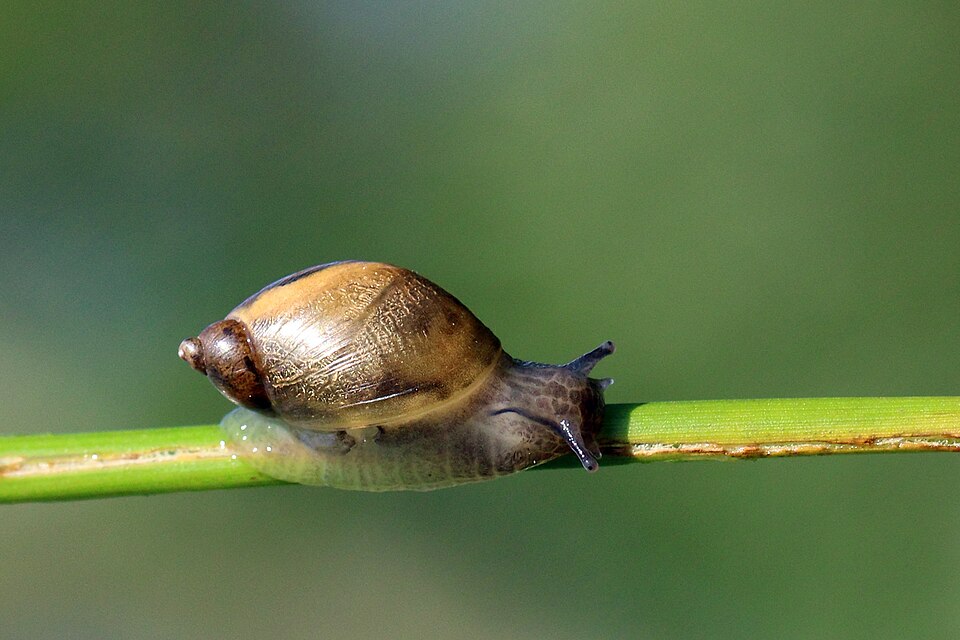 Photo of Amber snail