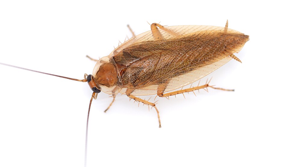 Photo of Amber wood cockroach