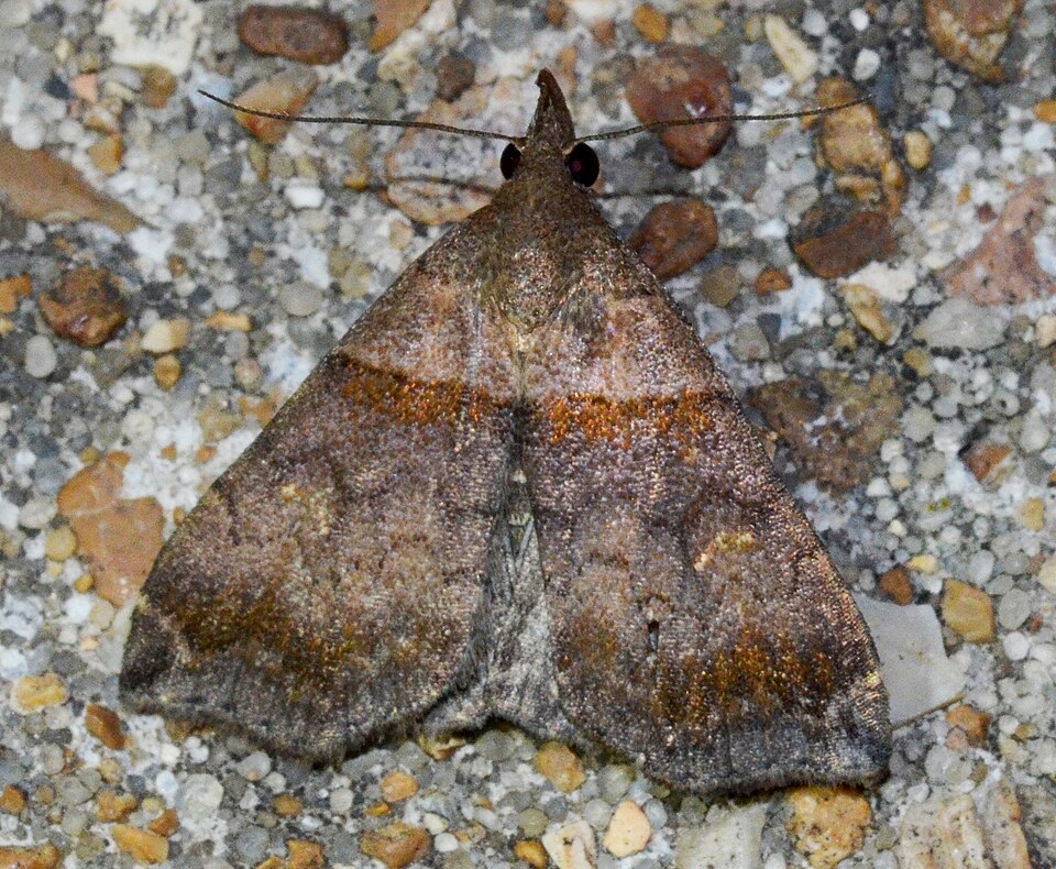 Photo of Ambiguous moth