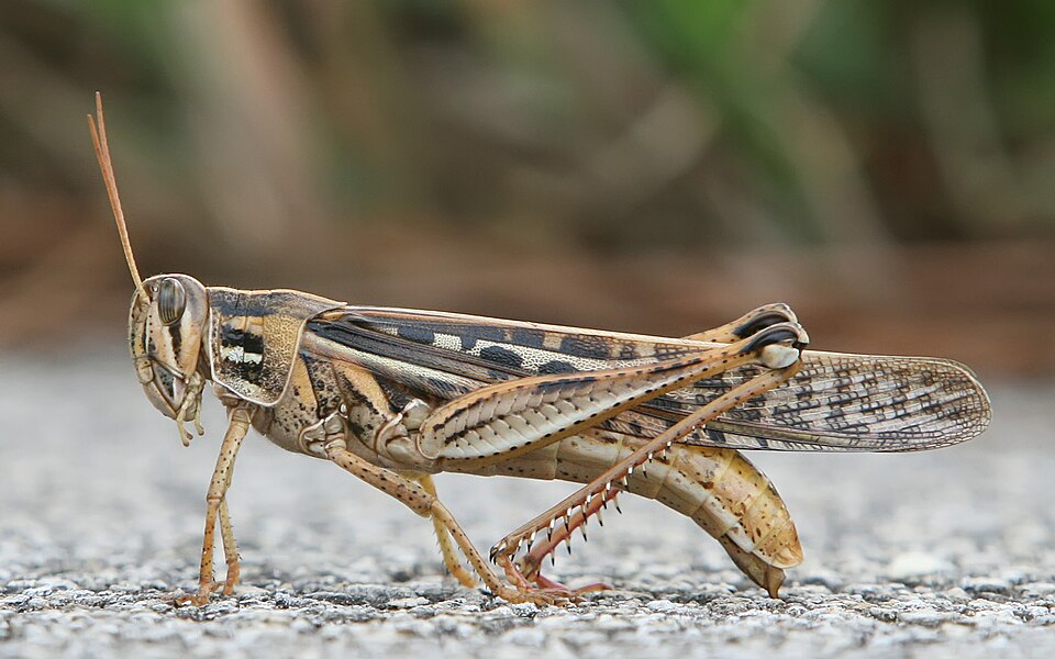 Photo of American bird grasshopper