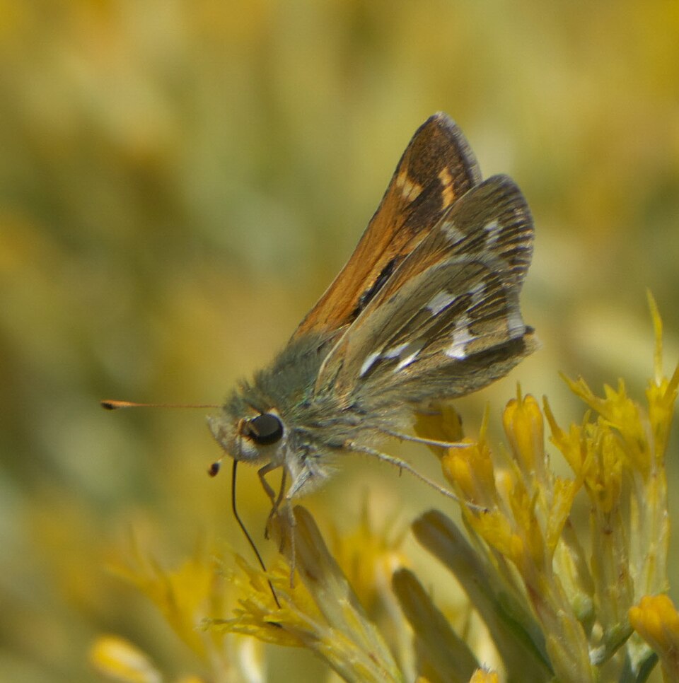 Photo of American branded skipper