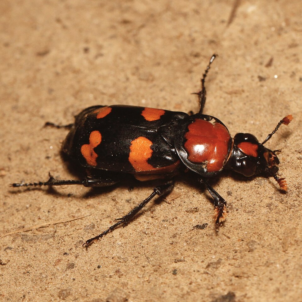Photo of American burying beetle