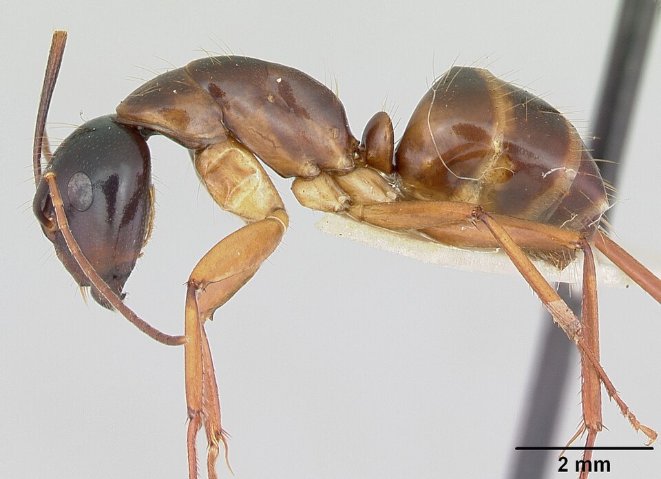 Photo of American carpenter ant