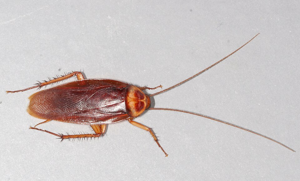 Photo of American cockroach