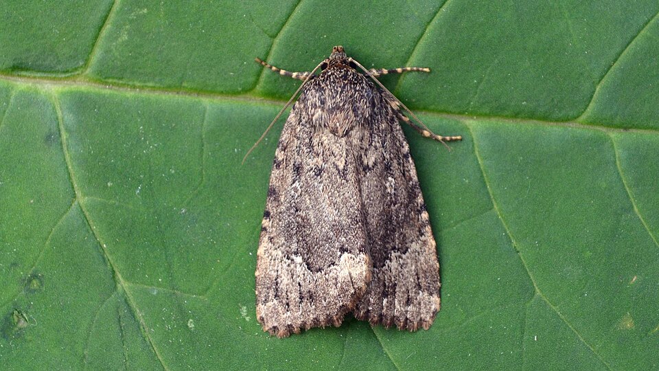Photo of American copper underwing
