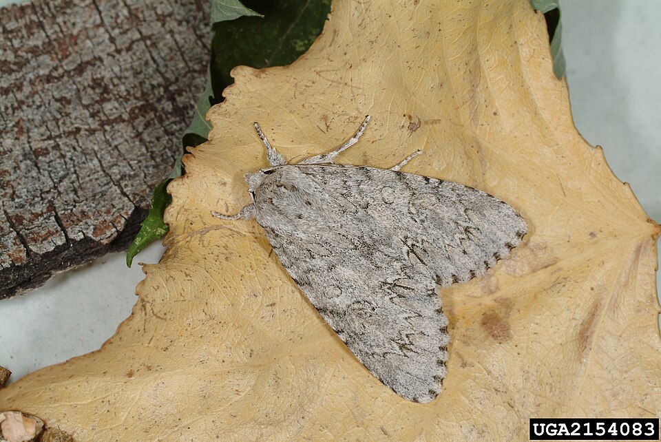 Photo of American dagger moth