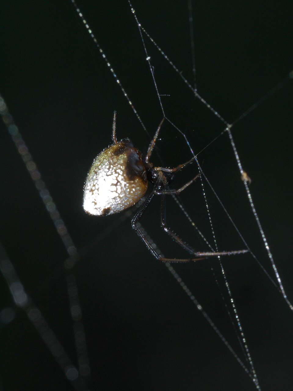 Photo of American dewdrop spider