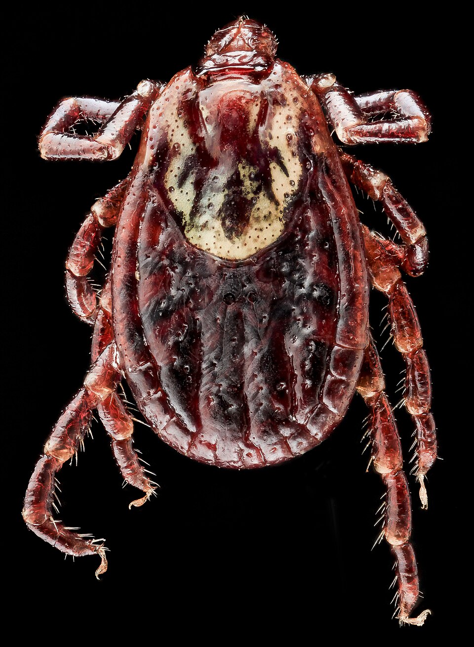 Photo of American dog tick