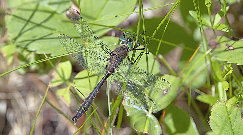 Photo of American emerald