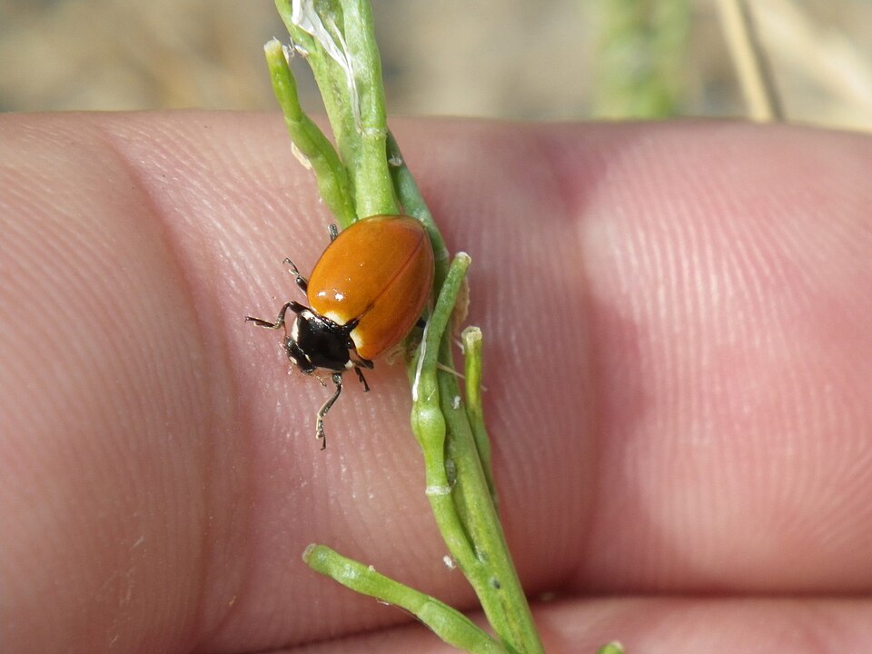 Photo of American five-spotted lady beetle
