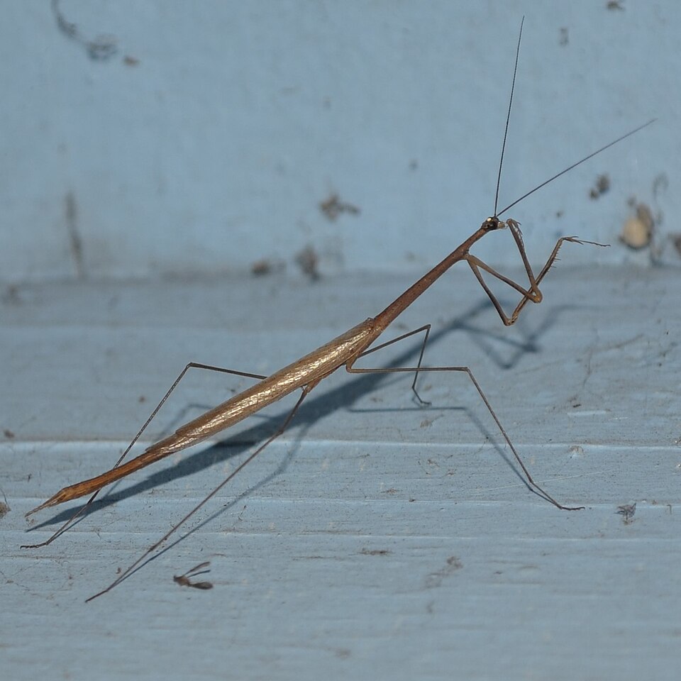 Photo of American grass mantis
