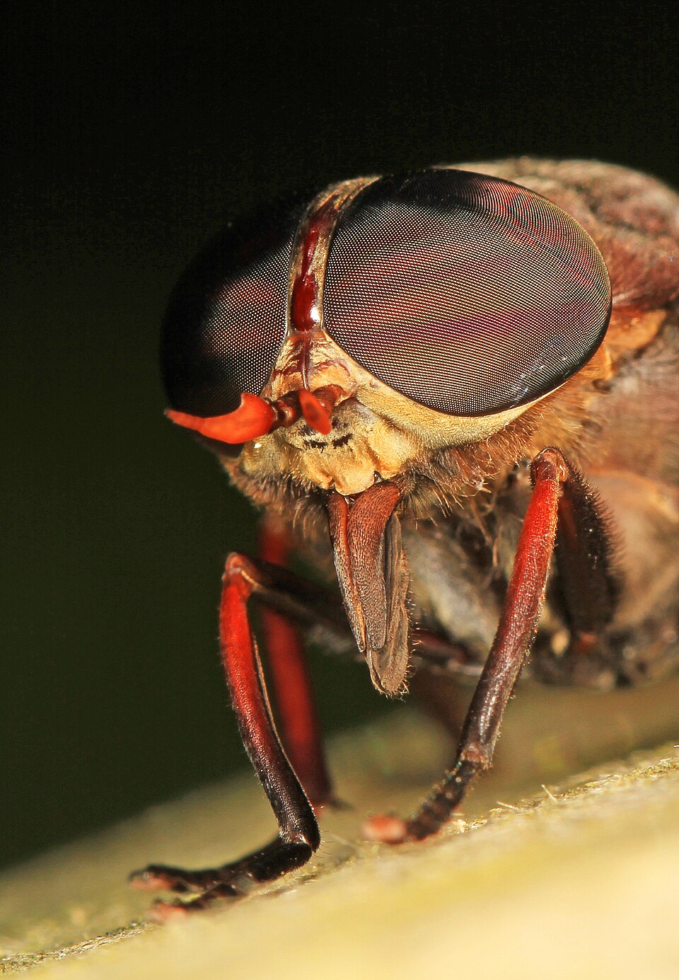 Photo of American horse fly