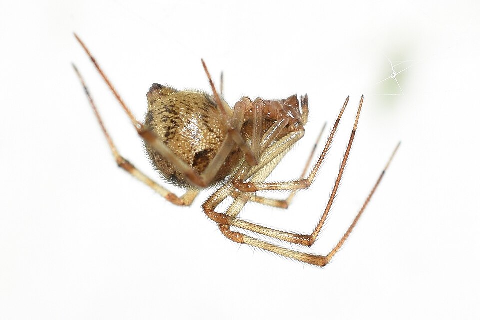 Photo of American house spider