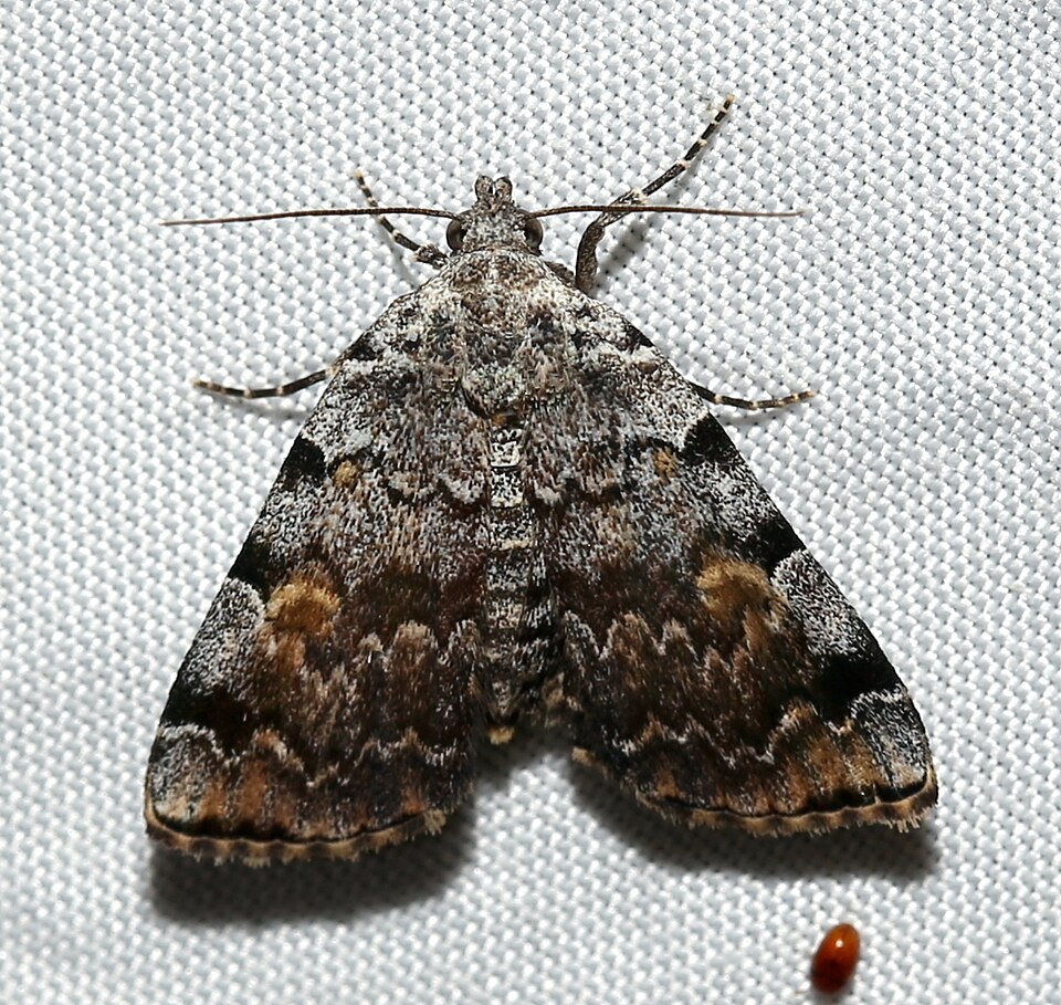 Photo of American idia moth