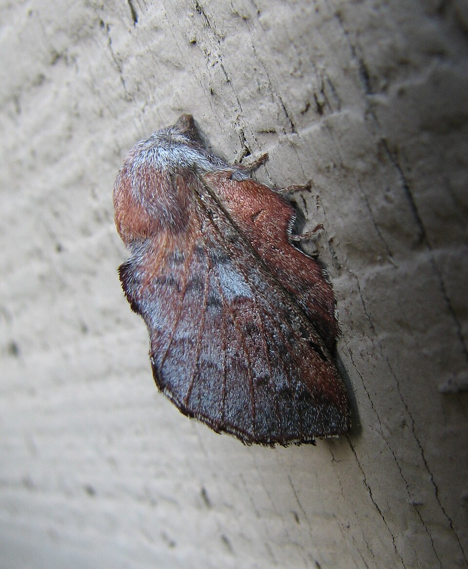 Photo of American lappet moth