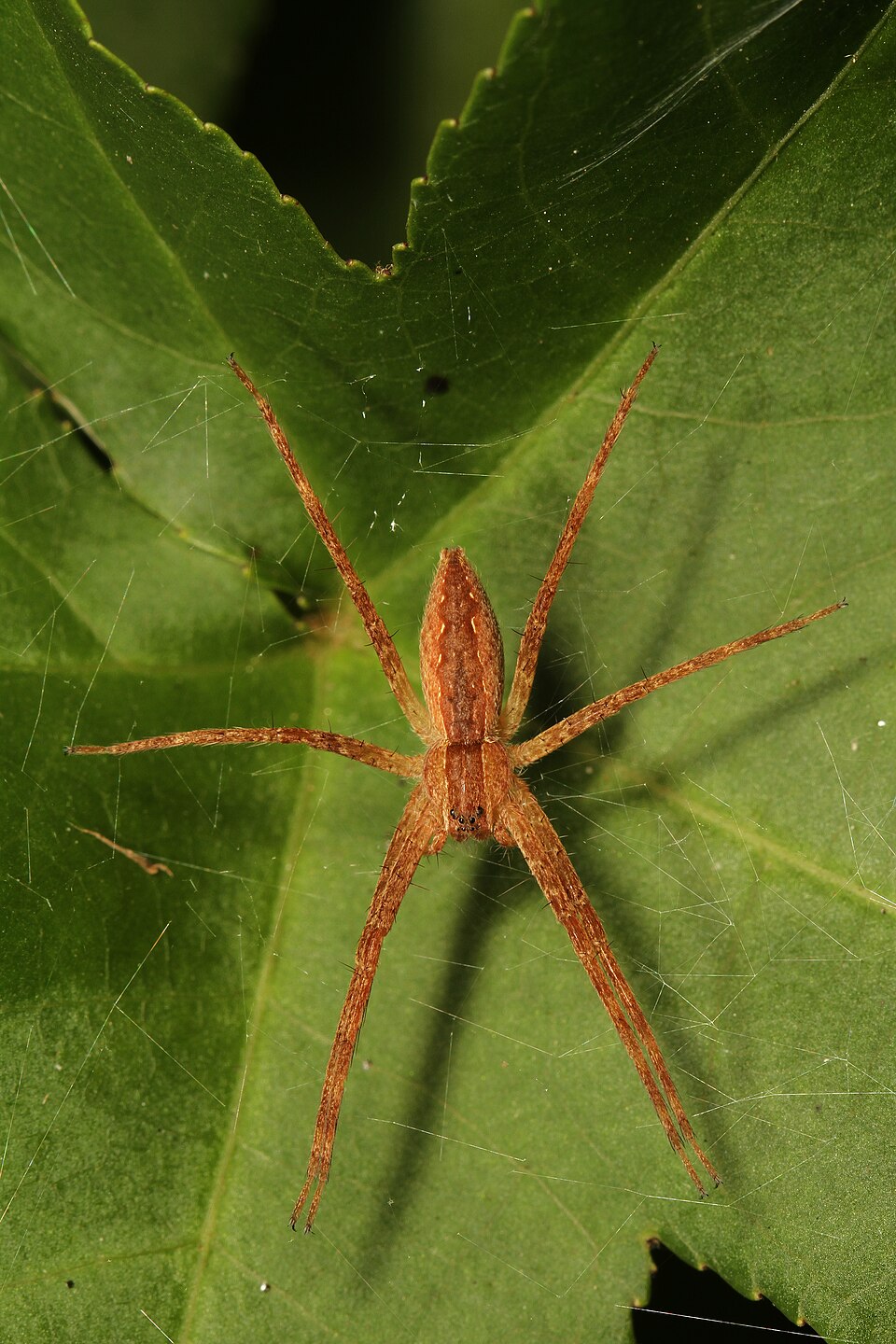 Photo of American nursery web spider