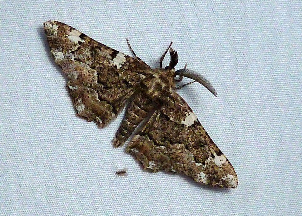 Photo of American oak beauty